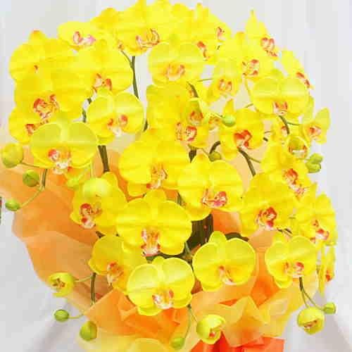 胡蝶蘭 黄色系 5本立て 光触媒加工（造花）Mサイズ : クロスリー