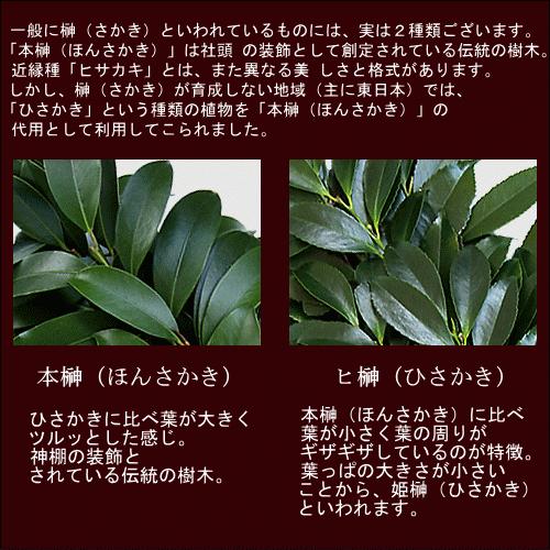 国産 ヒサカキ(姫榊):シャシャキ:ビシャコ:Sサイズ 1対(2束 国産 ヒサカキ(姫榊):シャシャキ:ビシャコ:Sサイズ 1対(2束