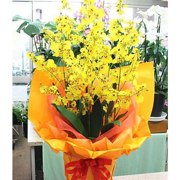 オンシジューム鉢植え 陶器鉢 光触媒 加工（造花） 6本立て黄色