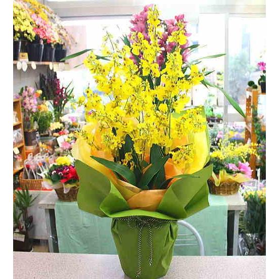オンシジューム鉢植え 陶器鉢 光触媒 加工（造花） 6本立て黄色