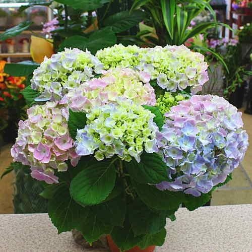 あじさい 鉢植え カメレオン ホミーゴ 5号鉢植えかご付き Homigo クロスリースタイル 通販 Yahoo ショッピング