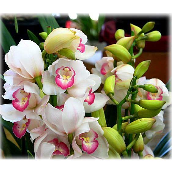 シンビジューム 淡いピンク色 4本立ち 花ギフト 誕生日や開店などのお祝いにシンピジウムの鉢植え Hukumusume クロスリースタイル 通販 Yahoo ショッピング