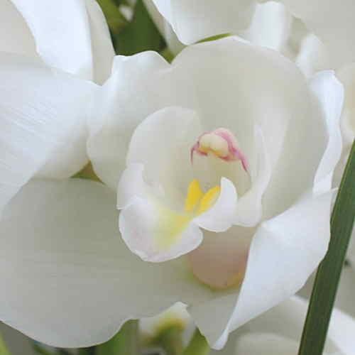 シンビジューム 鉢植え 白系3本立て お祝いに豪華な蘭の花ギフト