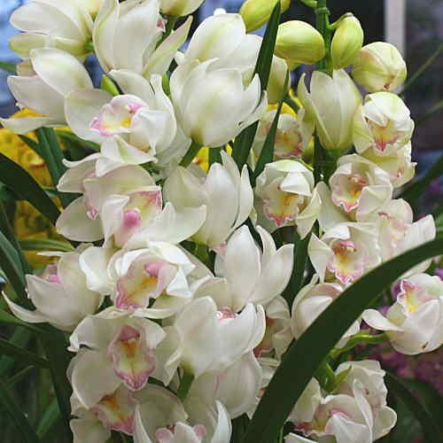 シンビジューム 鉢植え 白系3本立て お祝いに豪華な蘭の花ギフト