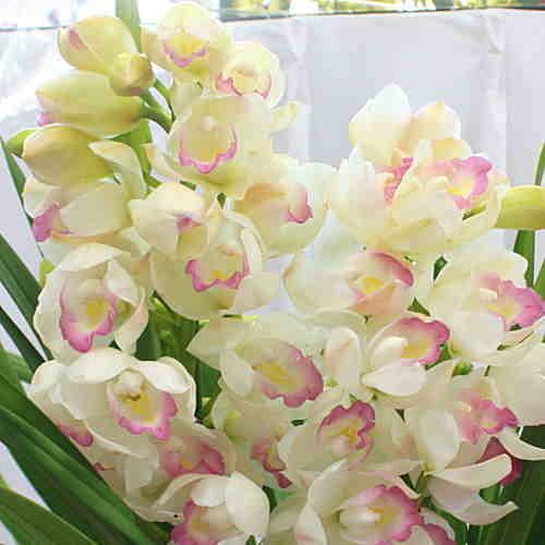 シンビジューム 鉢植え 白系3本立て お祝いに豪華な蘭の花ギフト