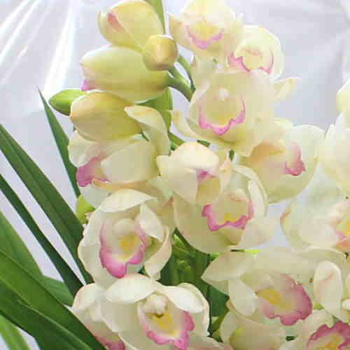 シンビジューム 鉢植え 白系3本立て お祝いに豪華な蘭の花ギフト Huyunosonata クロスリースタイル 通販 Yahoo ショッピング