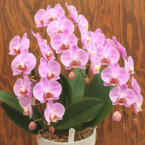 福袋 ピンク 胡蝶蘭 やさしいピンクの小さい花の胡蝶蘭ギフトはお祝いに ３本立て ミディタイプ お祝いや誕生日のフラワーギフト 陶器鉢植え 生花 Kimberlyclapp Com