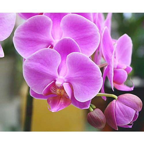 胡蝶蘭 ピンク色 3本立て（ミディタイプ） 陶器鉢植え お祝いや誕生日