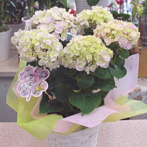 あじさい 鉢植え 可愛い八重咲き「花宝」淡いピンク 5号かご付き