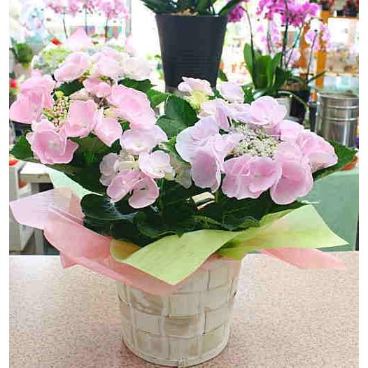 あじさい 鉢植え 「カメレオン：ホベラ」淡いピンク 5号鉢植えかご付き