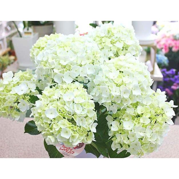 あじさい 鉢植え 色の変わるアジサイ 「カメレオン」 ブルー 5号 あじさい 鉢植え 色の変わるアジサイ 「カメレオン」 ブルー 5号