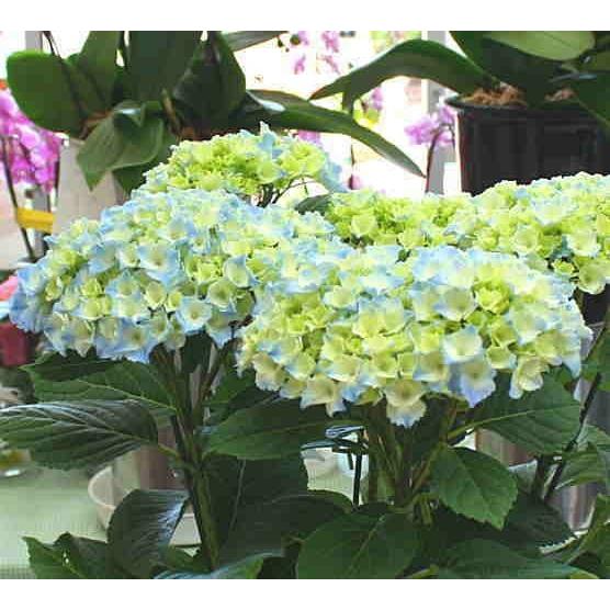 あじさい 鉢植え 色の変わるアジサイ カメレオン ブルー 5号かご付き Kamereon1 1 クロスリースタイル 通販 Yahoo ショッピング