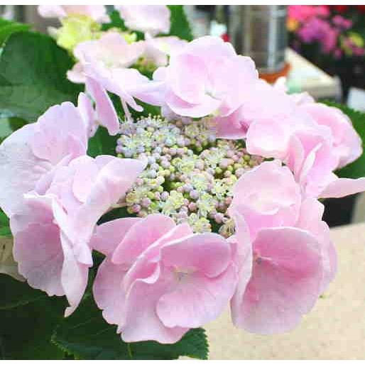 あじさい 鉢植え 「カメレオン：ホベラ」淡いピンク 5号鉢植えかご付き