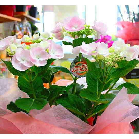 あじさい 鉢植え 「カメレオン：ホベラ」淡いピンク 5号鉢植えかご付き