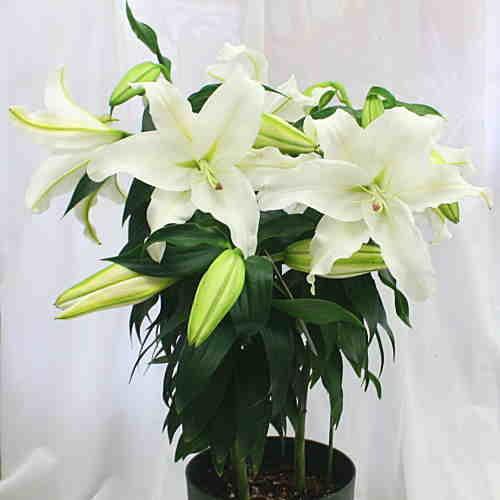 カサブランカ 花 蕾 付き 鉢植え 大きな白い花と香りを楽しんで下さい 誕生日プレゼントや花ギフト 期間限定 Kasaburanka クロスリースタイル 通販 Yahoo ショッピング