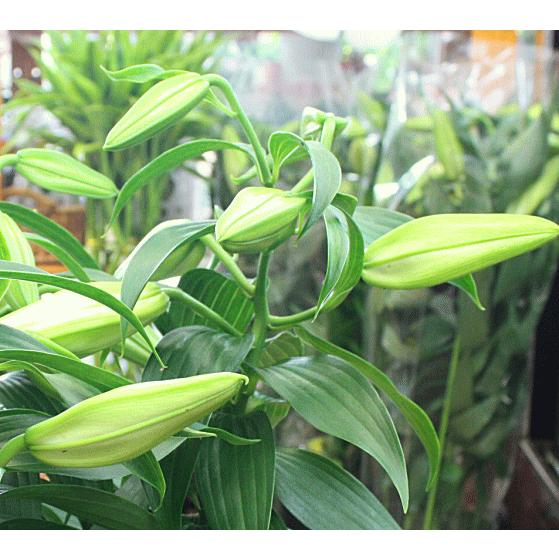 カサブランカ 鉢植え 花 蕾 付き 大きな白い花と香りを楽しんで下さい 誕生日プレゼントや花ギフト 期間限定 Kasaburanka クロスリースタイル 通販 Yahoo ショッピング