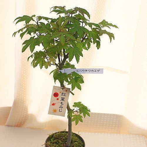楓(もみじ)鉢植え : クロスリースタイル - 通販 - Yahoo 楓(もみじ)鉢植え : クロスリースタイル - 通販 - Yahoo