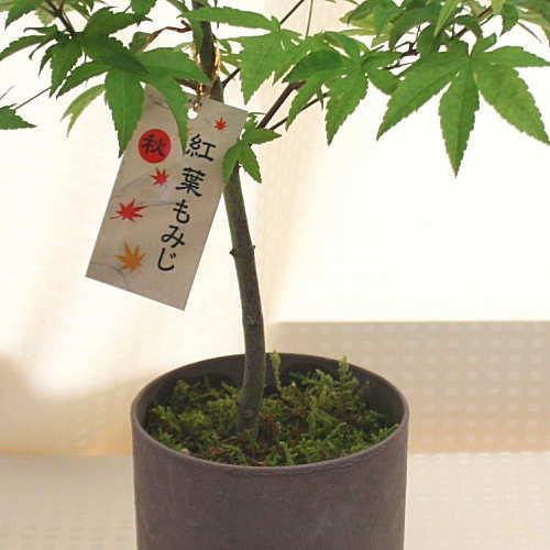 楓（もみじ）鉢植え : クロスリースタイル - 通販 - Yahoo!ショッピング