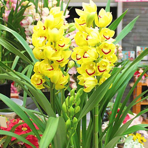 シンビジューム（シンビジウム）鉢植え 黄色系4本立て 「花 ギフト