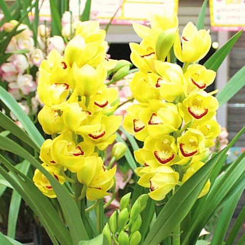 シンビジューム（シンビジウム）鉢植え 黄色系4本立て 「花