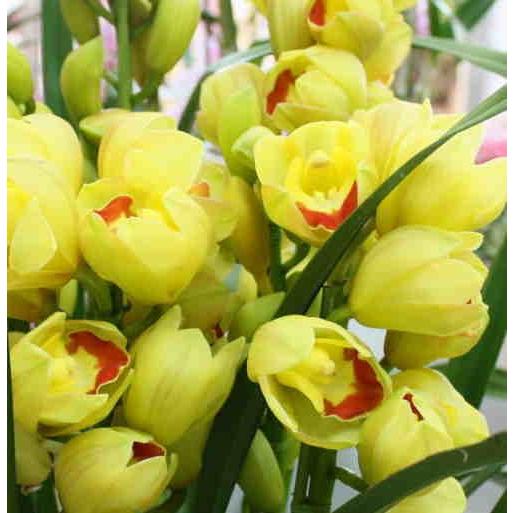 シンビジューム（シンビジウム）鉢植え 黄色系4本立て 「花 ギフト