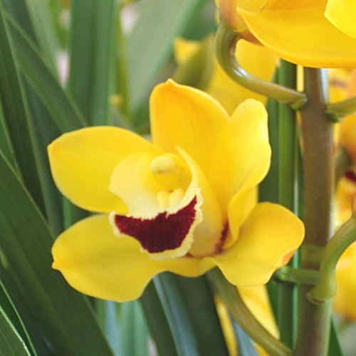 シンビジューム（シンビジウム）鉢植え 黄色系4本立て 「花 ギフト