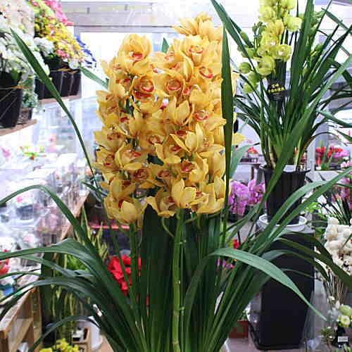 シンビジューム（シンビジウム）鉢植え オレンジ色 4本立て 誕生日