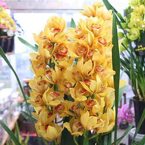 シンビジューム（シンビジウム）鉢植え オレンジ色 4本立て 誕生日