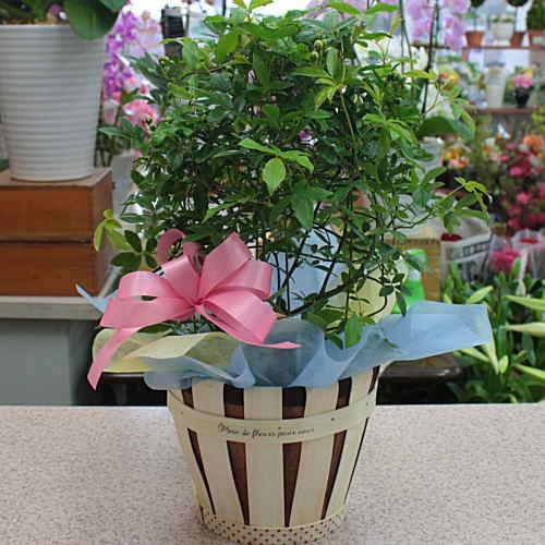 モッコウバラ 黄花鉢植え 常緑性のとげなしつるばらアーチ仕立て かご付きラッピング付きでお届け Mokobara クロスリースタイル 通販 Yahoo ショッピング