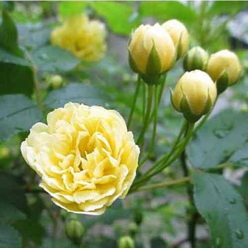 モッコウバラ 黄花鉢植え 常緑性のとげなしつるばらアーチ仕立て かご付きラッピング付きでお届け Mokobara クロスリースタイル 通販 Yahoo ショッピング