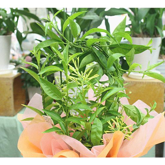 夜香木 ヤコウボク ナイトジャスミン 鉢植え 籐かご付き Naitojyasuminn クロスリースタイル 通販 Yahoo ショッピング