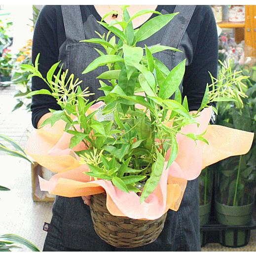 夜香木 ヤコウボク ナイトジャスミン 鉢植え 籐かご付き Naitojyasuminn クロスリースタイル 通販 Yahoo ショッピング