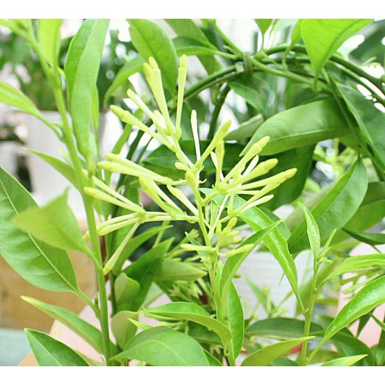 夜香木 ヤコウボク ナイトジャスミン 鉢植え 籐かご付き Naitojyasuminn クロスリースタイル 通販 Yahoo ショッピング