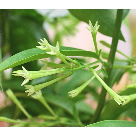 夜香木 ヤコウボク ナイトジャスミン 鉢植え 籐かご付き Naitojyasuminn クロスリースタイル 通販 Yahoo ショッピング