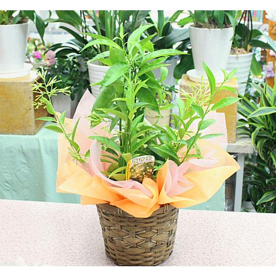 夜香木 ヤコウボク ナイトジャスミン 鉢植え 籐かご付き Naitojyasuminn クロスリースタイル 通販 Yahoo ショッピング