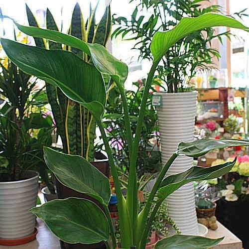 観葉植物 オーガスタ 【ストレチア】 大きな葉っぱがお洒落 6号鉢植え