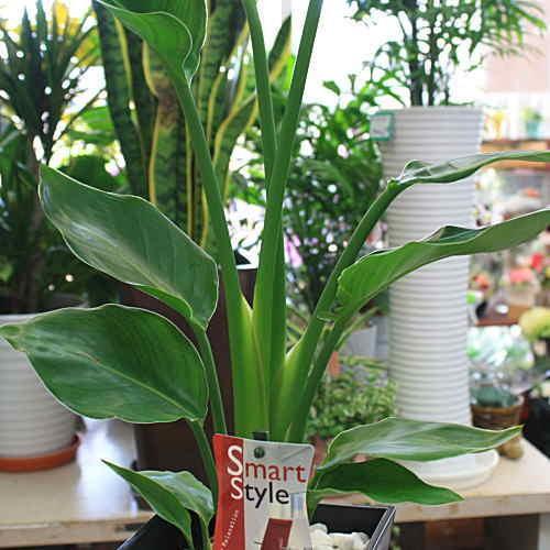 観葉植物 オーガスタ 【ストレチア】 大きな葉っぱがお洒落 6号鉢植え