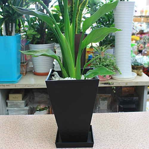 観葉植物 オーガスタ 【ストレチア】 大きな葉っぱがお洒落 6号鉢植え