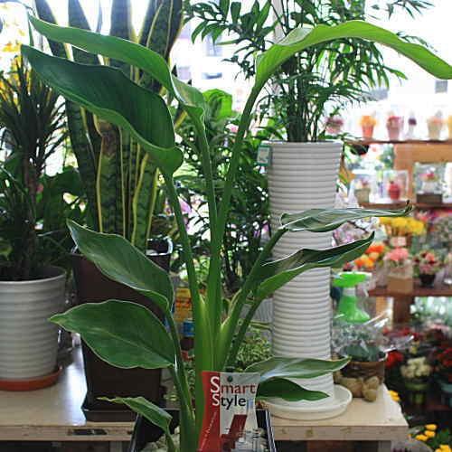 観葉植物 オーガスタ 【ストレチア】 大きな葉っぱがお洒落 6号鉢植え