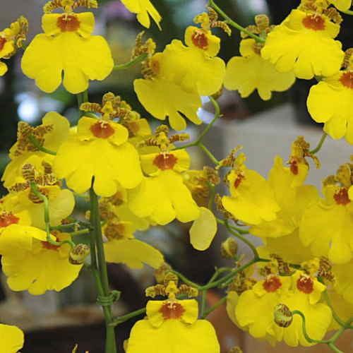 オンシジューム（オンシジウム）3本立て 陶器鉢植え 黄色い蘭の花