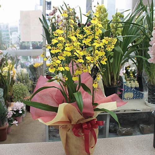 オンシジューム（オンシジウム）3本立て 陶器鉢植え 黄色い蘭の花