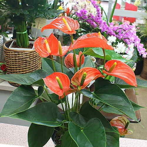 観葉植物 アンスリューム オレンジ系 6号鉢植え お中元 お祝い Orenji クロスリースタイル 通販 Yahoo ショッピング