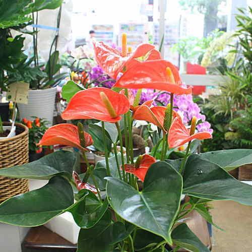 観葉植物 アンスリューム オレンジ系 6号鉢植え お中元 お祝い