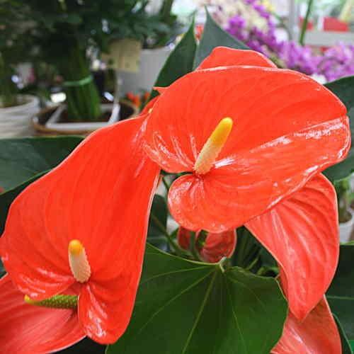 観葉植物 アンスリューム オレンジ系 6号鉢植え お中元 お祝い Orenji クロスリースタイル 通販 Yahoo ショッピング