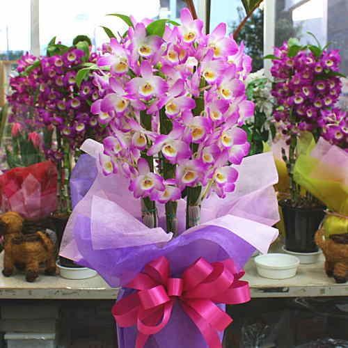 デンドロビューム デンドロビウム 鉢植え ピンクに白色 誕生日や退職祝いなど春のお祝いに蘭鉢の贈り物 Pinkusyerdo クロスリースタイル 通販 Yahoo ショッピング