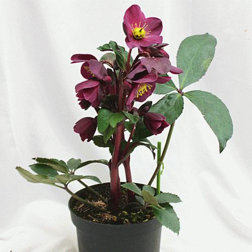 クリスマスローズ鉢植え 開花株 「氷の薔薇：アーリーレッド」6号