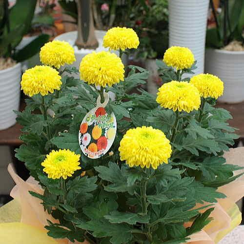 秋の鉢植え 黄色のピンポンマム 5号かご付 まん丸の可愛い菊の花の贈り物 Pinpon Y クロスリースタイル 通販 Yahoo ショッピング
