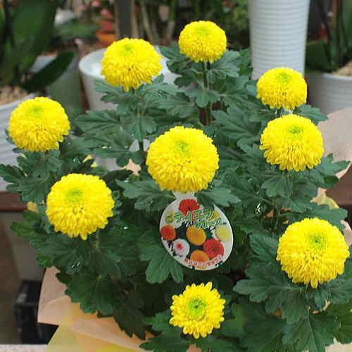 秋の鉢植え 黄色のピンポンマム 5号かご付 まん丸の可愛い菊の花の贈り物 Pinpon Y クロスリースタイル 通販 Yahoo ショッピング
