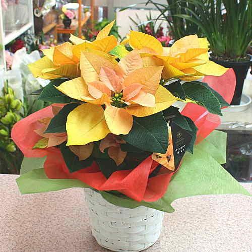 ポインセチア ゴールド 5号かご付き鉢植え 冬のフラワーギフト Poinsetia Gorudo クロスリースタイル 通販 Yahoo ショッピング