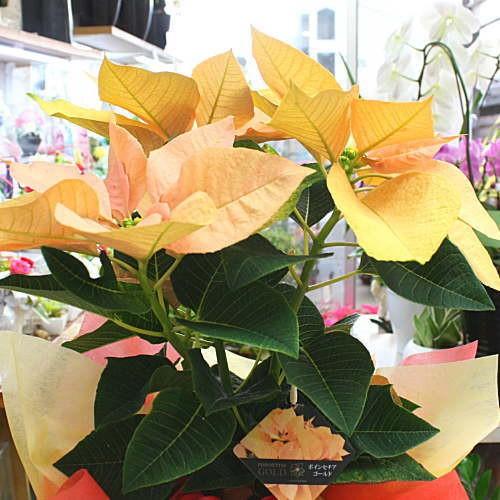 ポインセチア ゴールド 5号かご付き鉢植え 冬のフラワーギフト Poinsetia Gorudo クロスリースタイル 通販 Yahoo ショッピング
